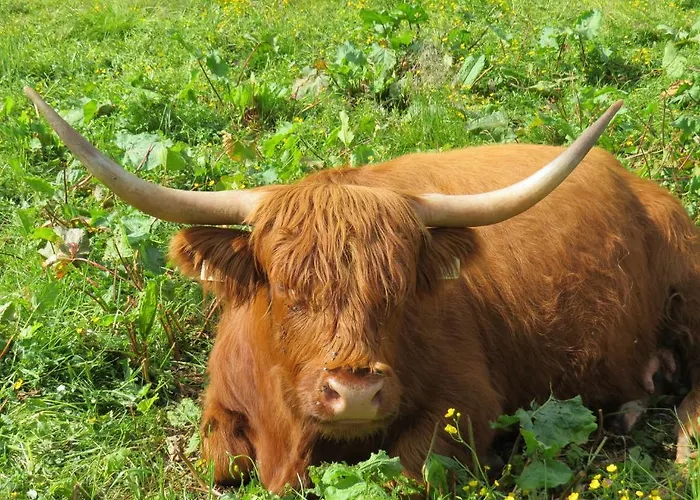 Apartment Sunshine Schilchegger